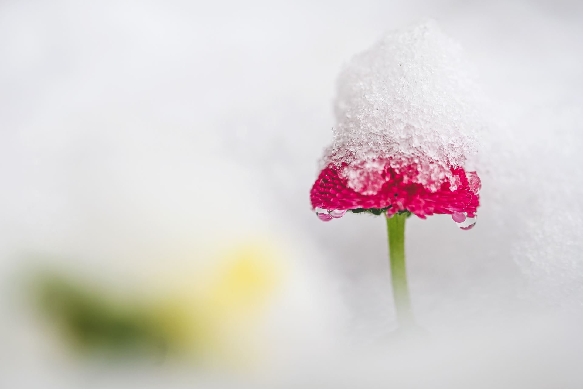 Lenka Hurdálková/ Domovina